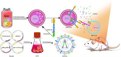 Preclinical delayed toxicity studies of BCMA CAR T-cell injection in B-NDG mice with multiple myeloma